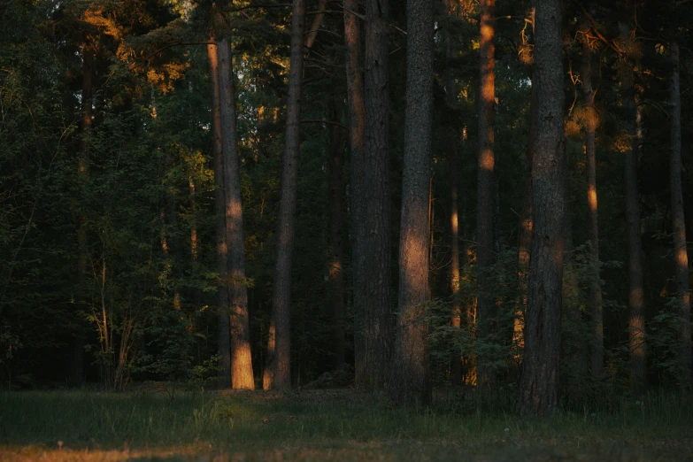 a large forest with trees covered in the sun