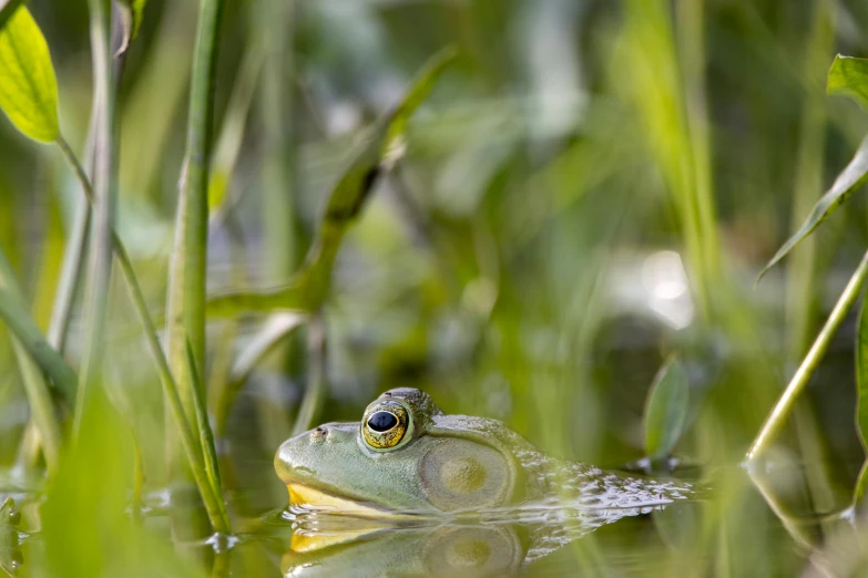 a frog sitting on top of a lake in a lush green field