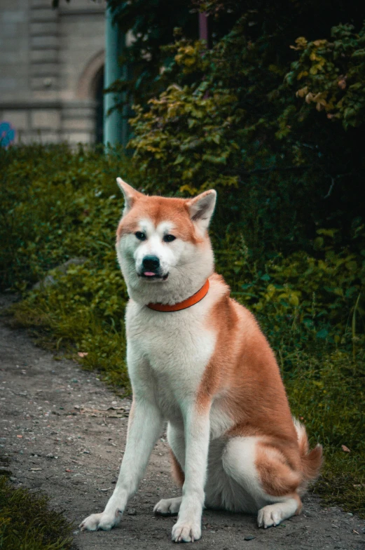 the dog has an orange collar and is sitting in front of some bushes