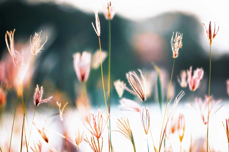 a blurry image shows weeds in the foreground