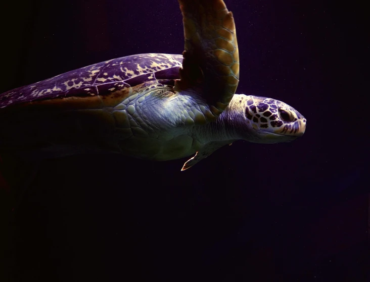 a very close up picture of a large sea turtle