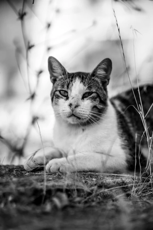 a cat laying in the grass staring off into the distance