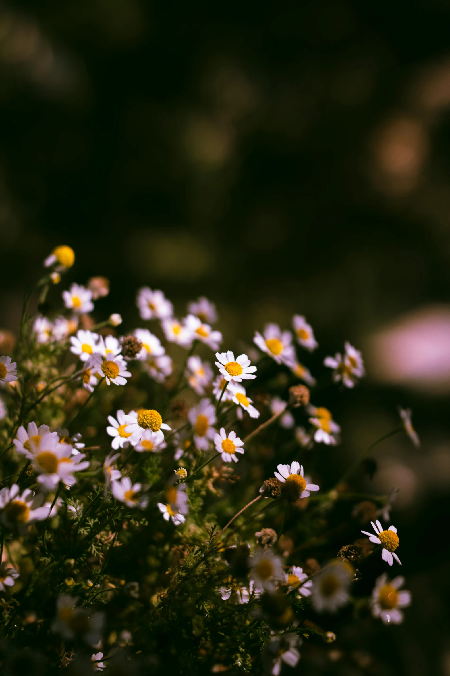 a bunch of white daisies in a green bush