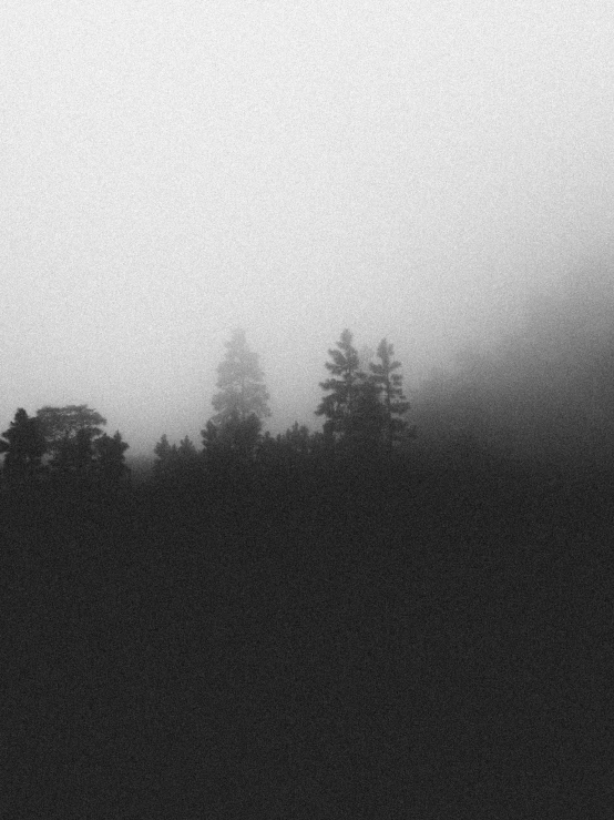 the silhouette of many trees on a foggy day