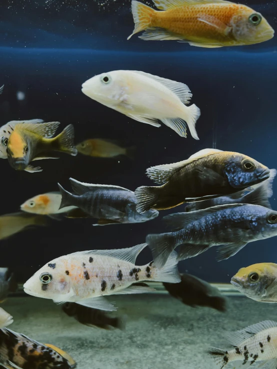 many fish swim through the water on a surface