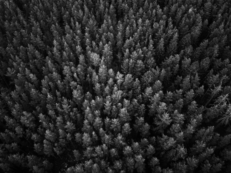 black and white po looking down at many trees