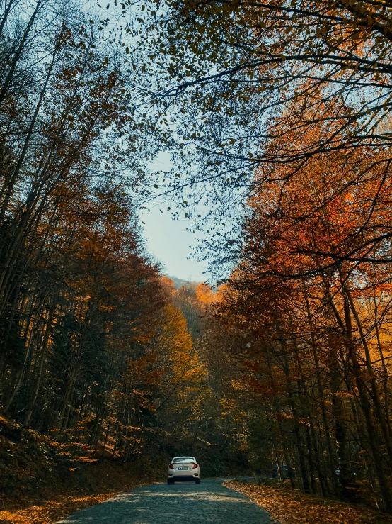 a car driving down a country road surrounded by trees