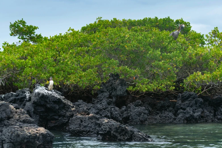 two birds sit on the rocks near a body of water