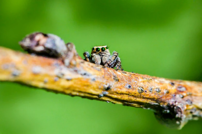 two jumping spideres perched on the end of a nch