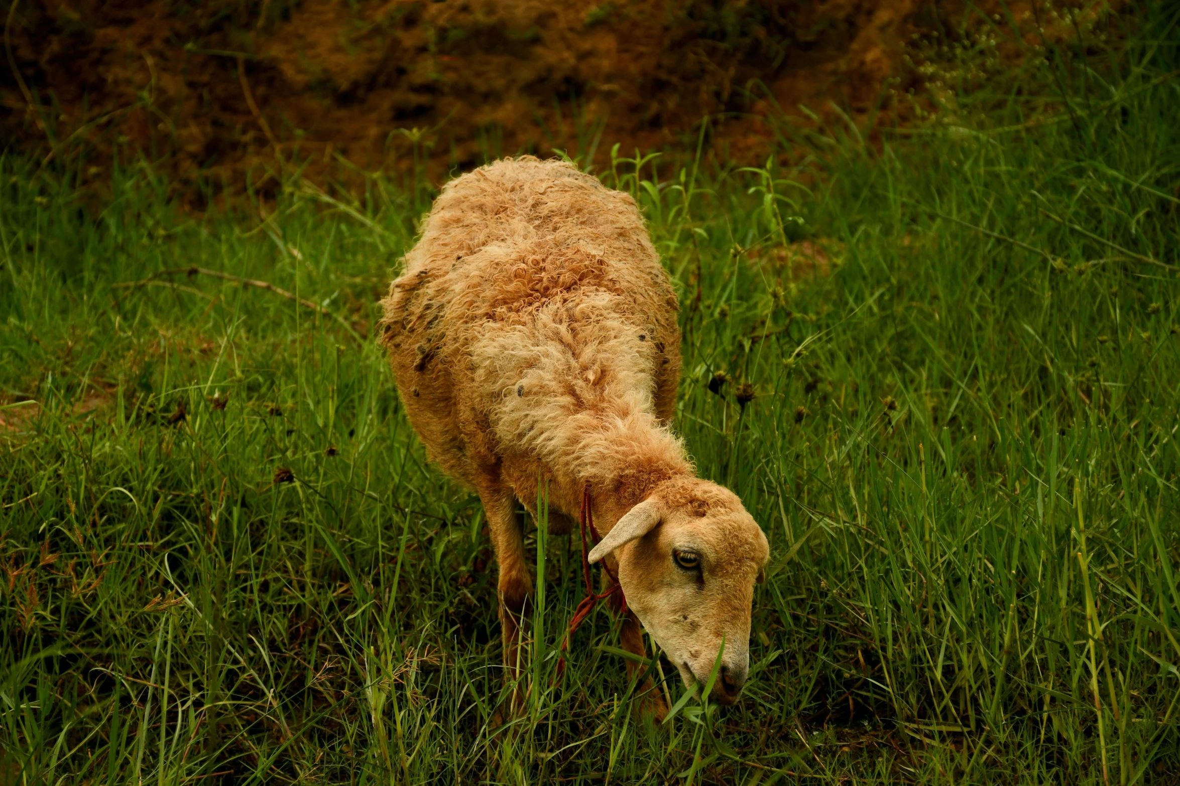 a goat with wool on its back grazes in a grassy field