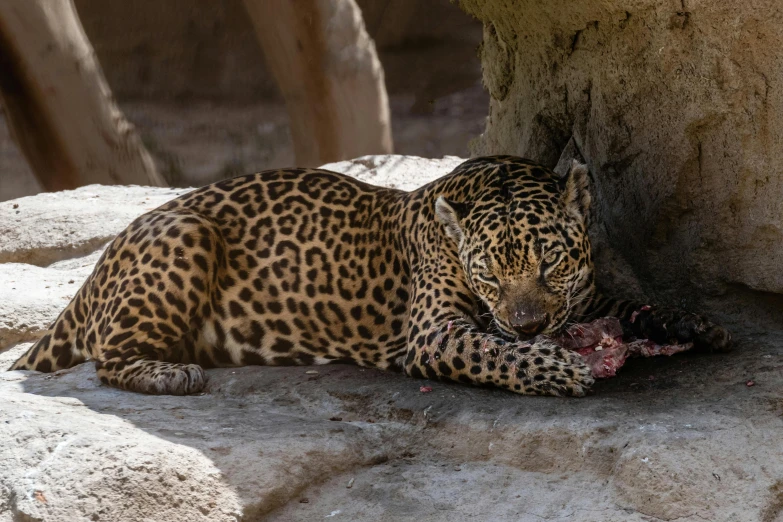 a leopard sitting down on some rocks eating soing