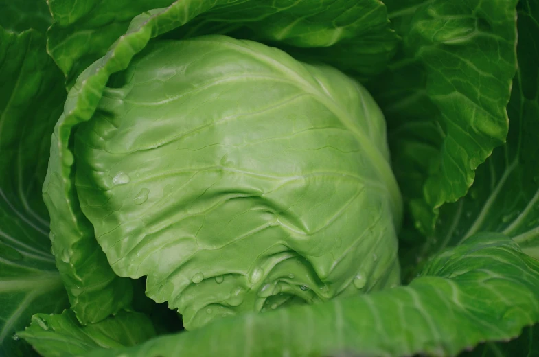 a close up view of a bunch of leafy vegetables