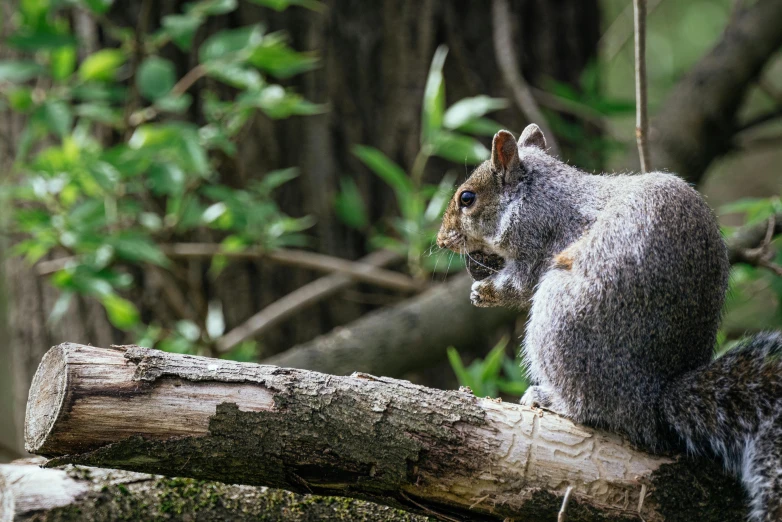 a close up of a squirrel on a tree nch