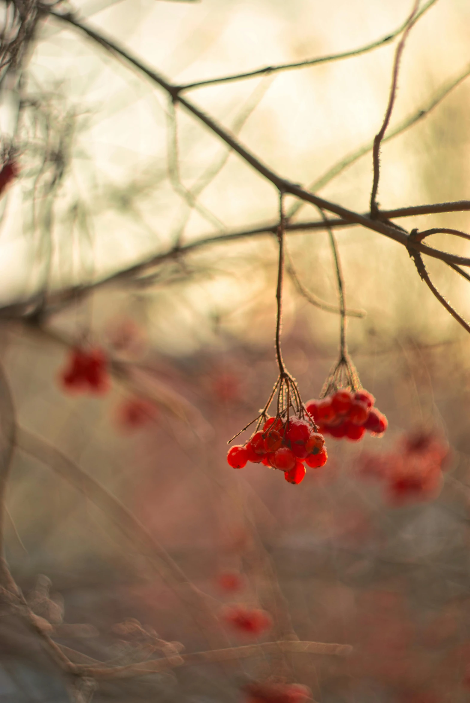 red berries hanging from a tree nch on a sunny day