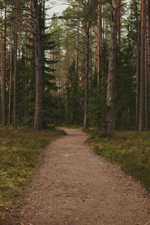 a tree lined trail in the middle of a forest