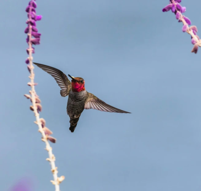 a hummingbird in flight with its wings wide open