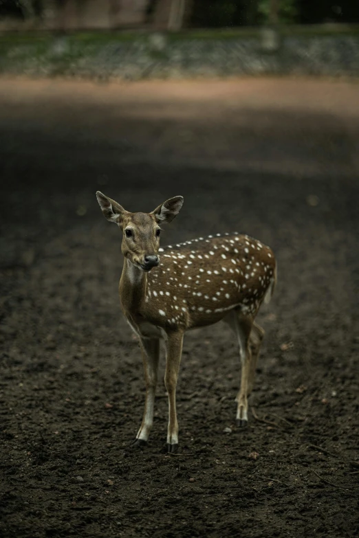 a small deer in a dirt field looks toward the camera