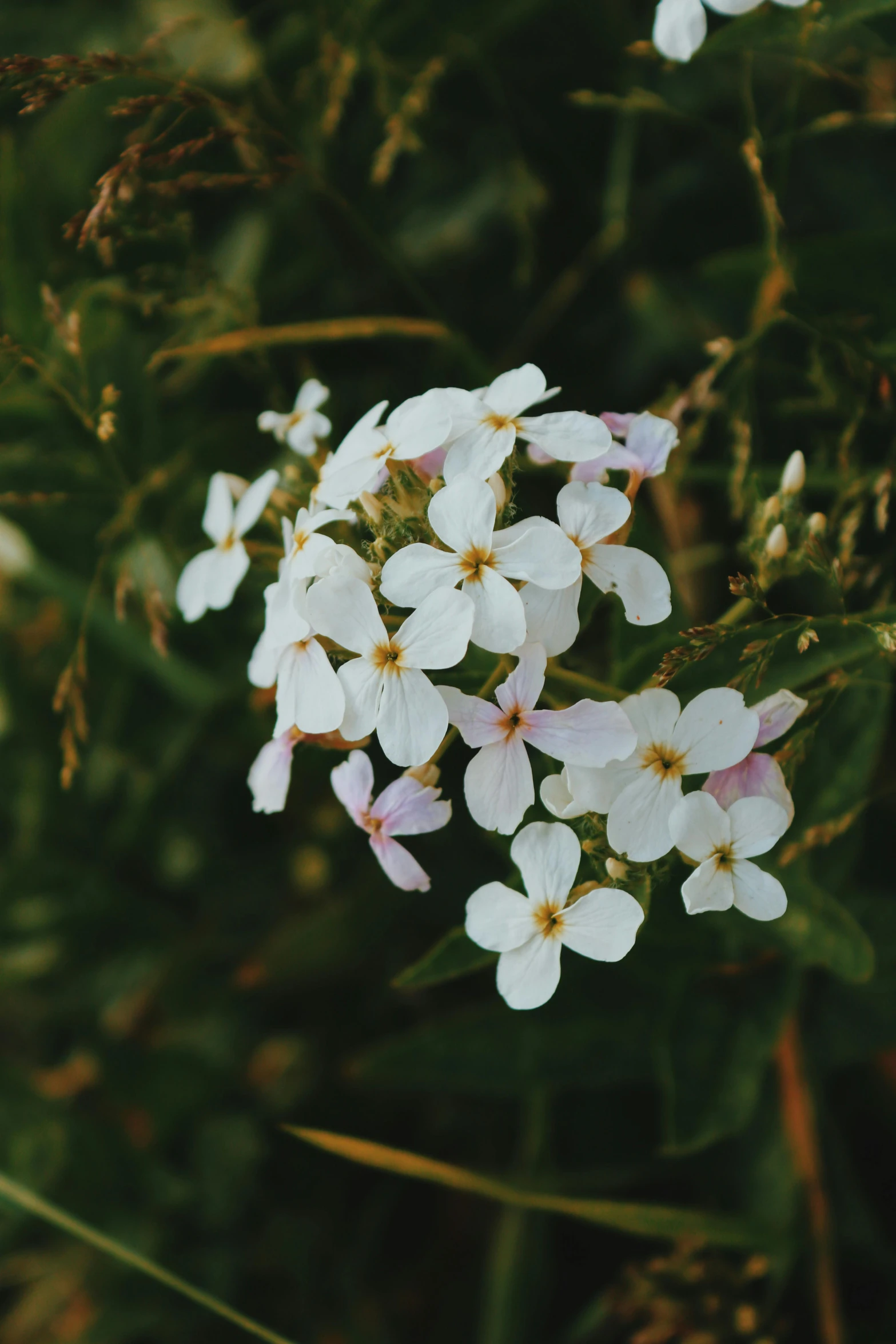 a bunch of white flowers are on top of the bush