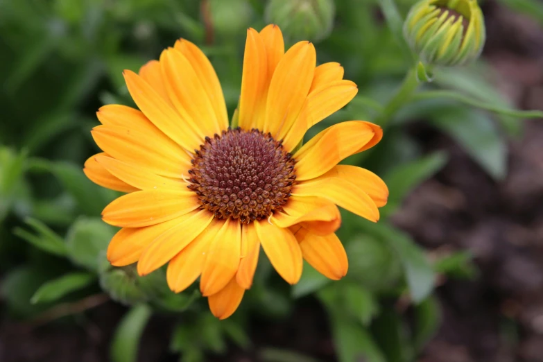 a bright yellow flower is in the middle of some green plants