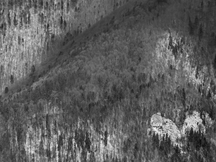 a black and white po of a mountain covered in trees