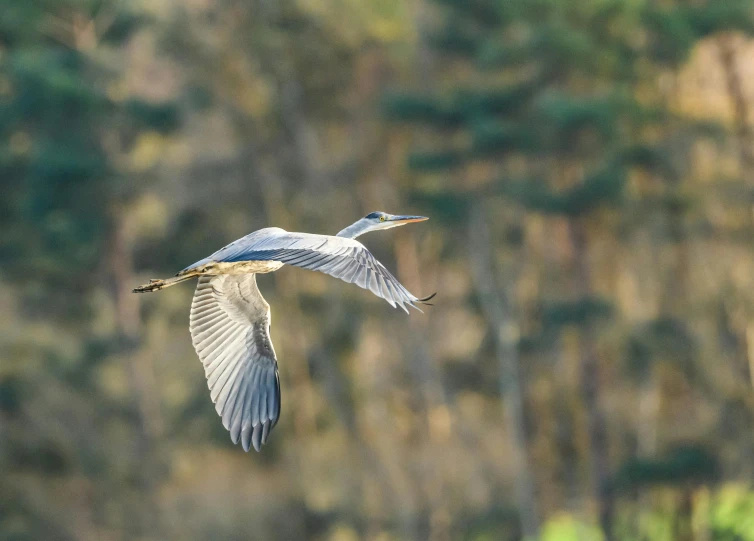 a blue bird is flying low over the water