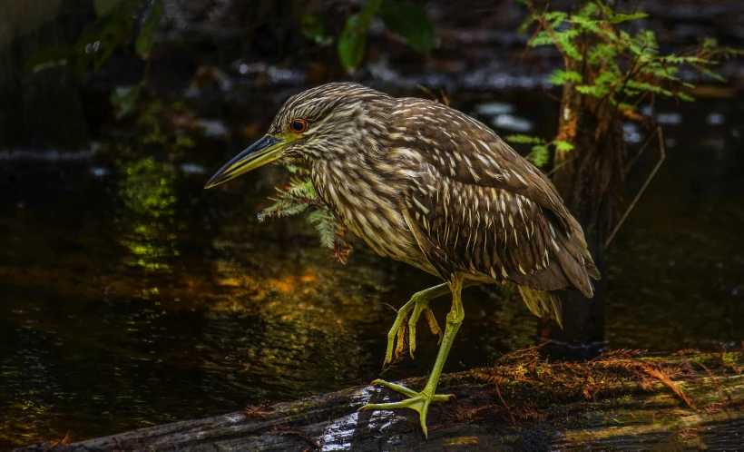 bird standing on the edge of a stream and eating