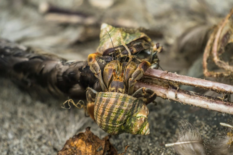 a large bug sits on some leaves and dirt