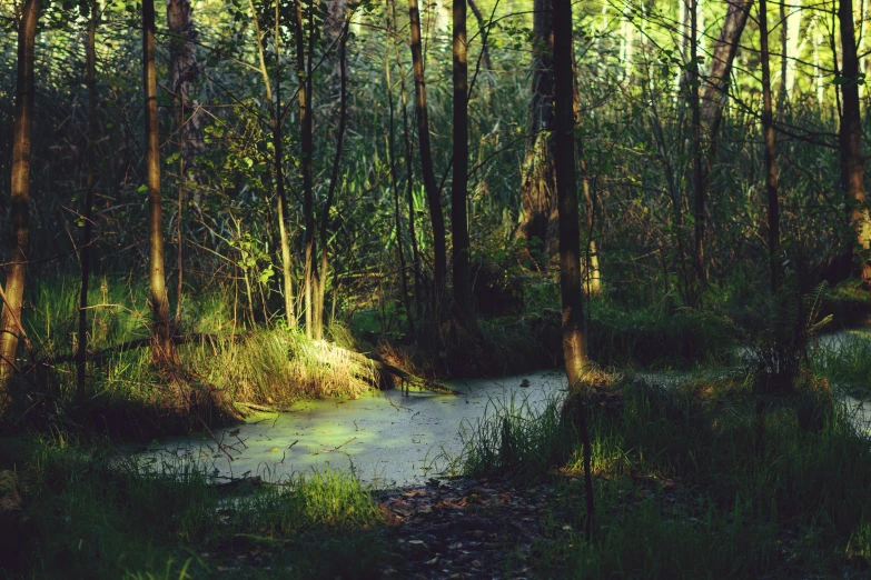 an image of a creek running through the forest