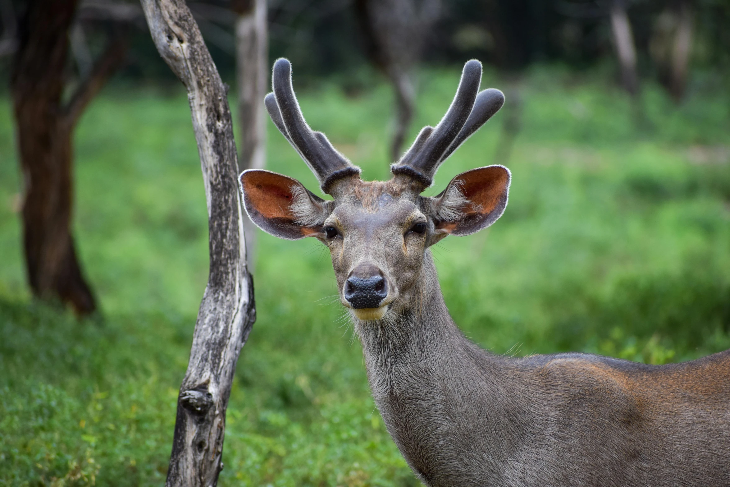 a white - tailed deer looks straight ahead with large antlers