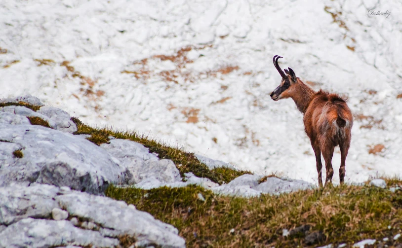 a goat standing on top of a grass covered mountain