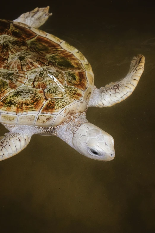 a turtle is swimming in the water