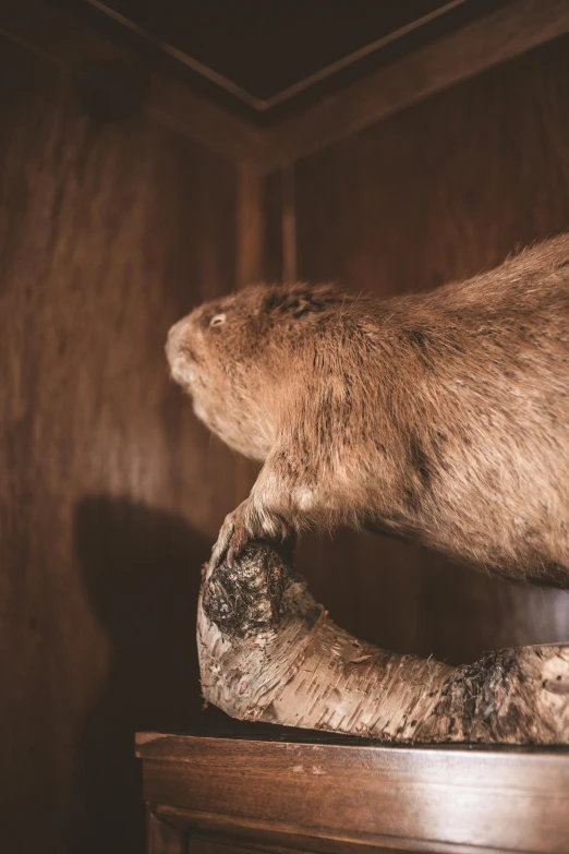 an animal horn and a wooden statue sitting on a table