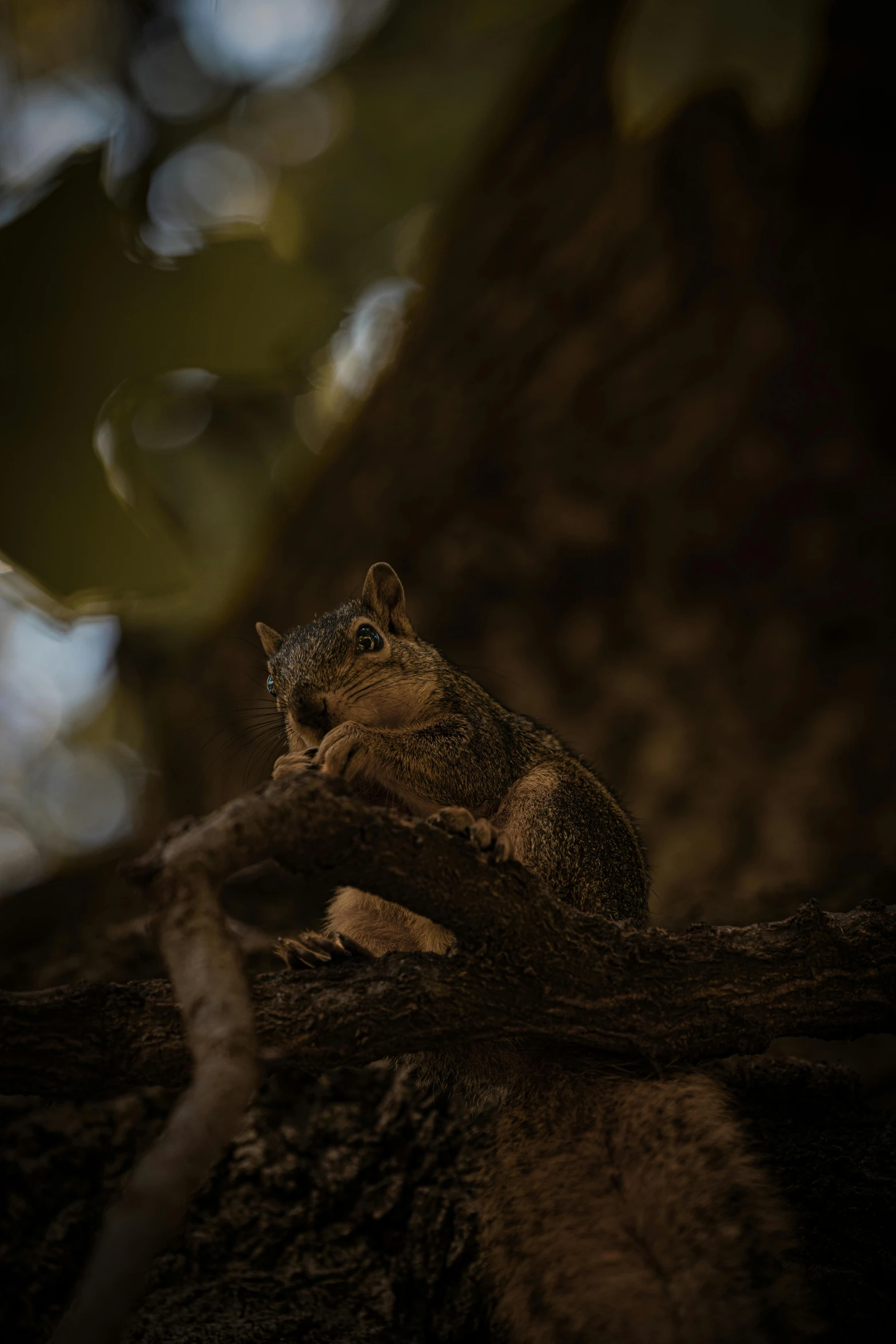 the little chipper sitting on the limb of a tree