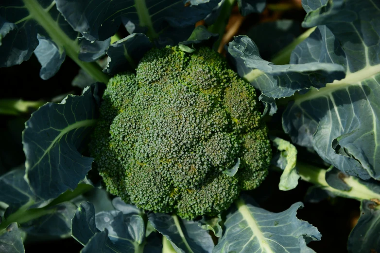 the head of broccoli is shown in the garden