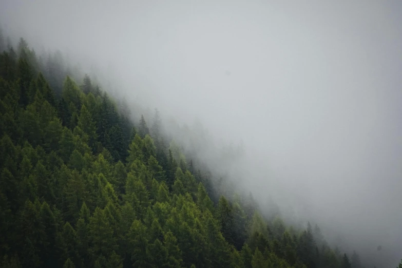 the fog hangs over the tops of trees in a forest