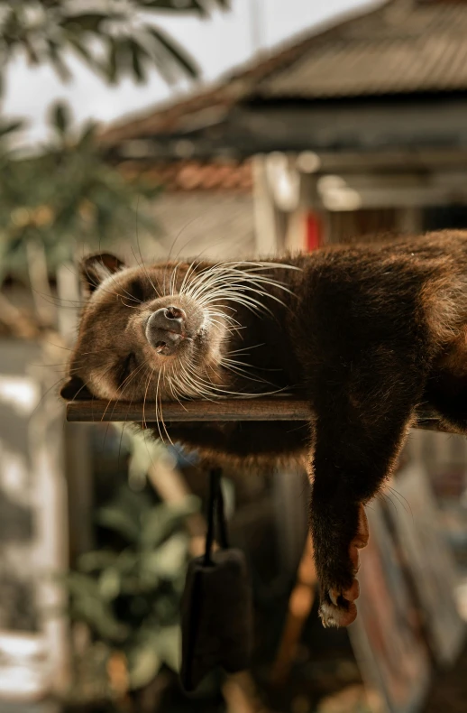 a cat laying on the outside ledge of a house