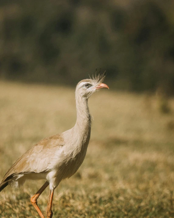 a bird walking around on a field with a grass patch