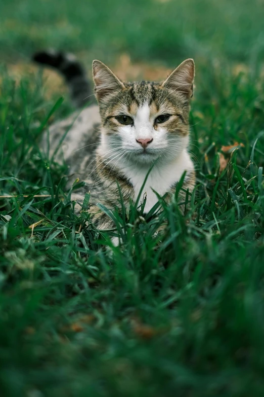 a small cat laying on the ground in the grass