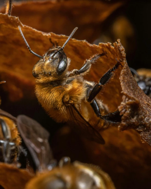 a bee is laying down on top of a piece of wood