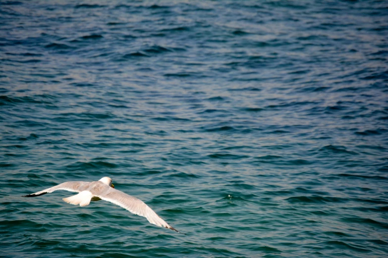 the seagull is flying low over the water