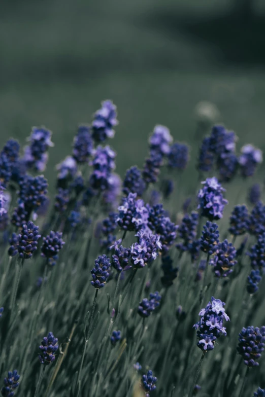 the bunch of lavenders are blooming in the field