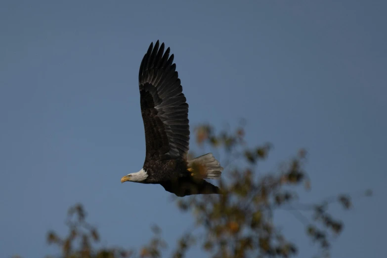 a bird flying through the air with a blue sky behind it