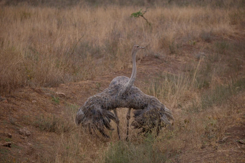 an ostrich is laying down in the grass