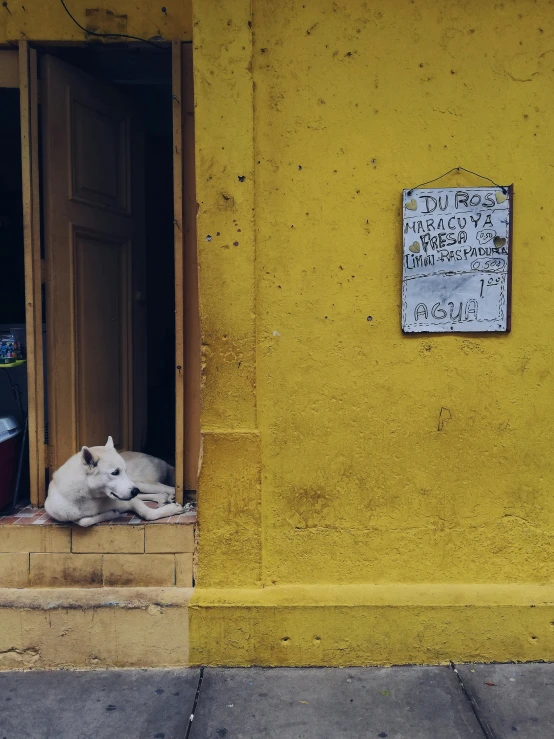 a dog laying in the window sill of a yellow building