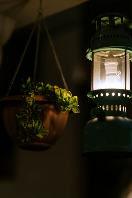 a small potted plant sitting next to an outdoor light