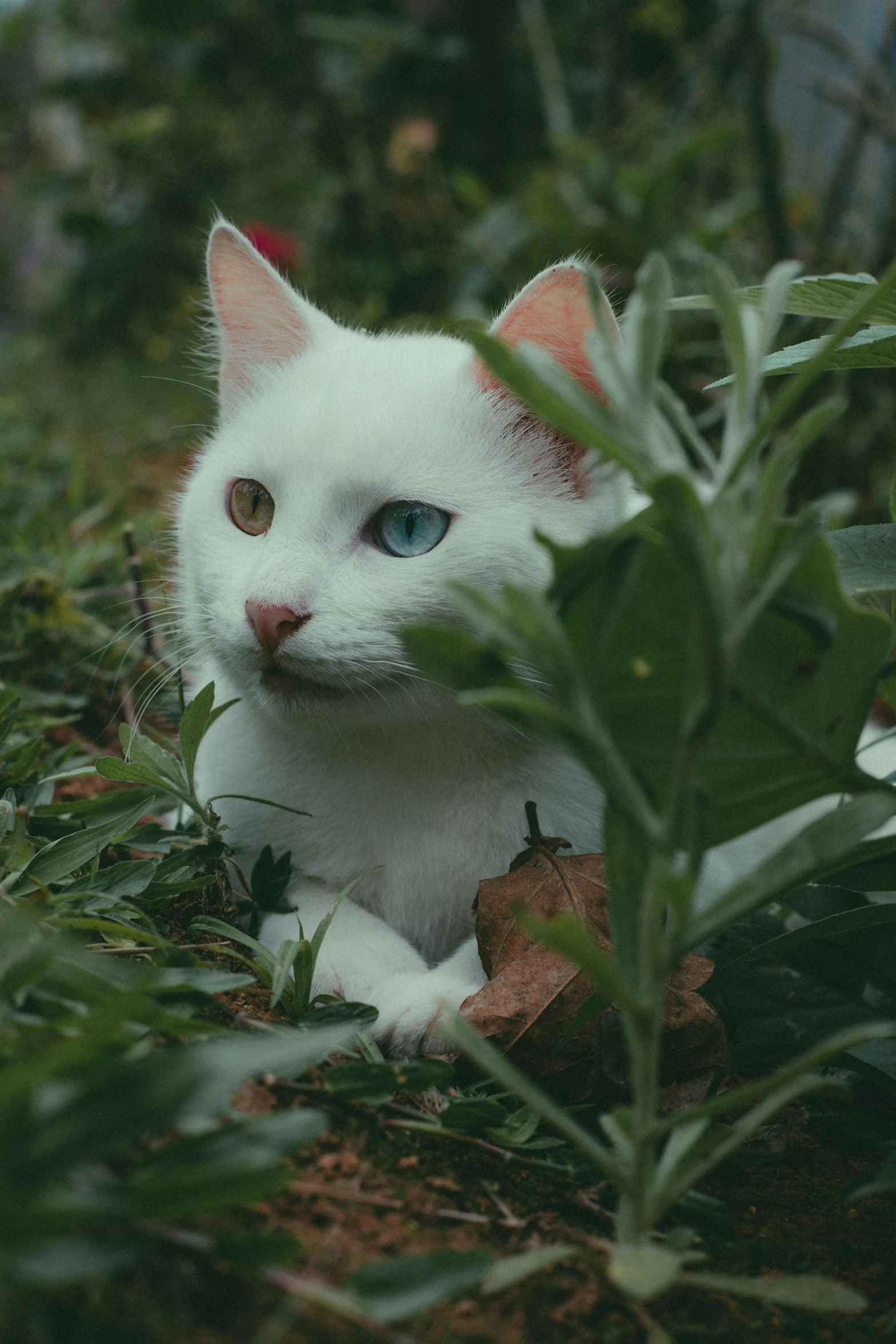 a cat with blue eyes laying in the grass