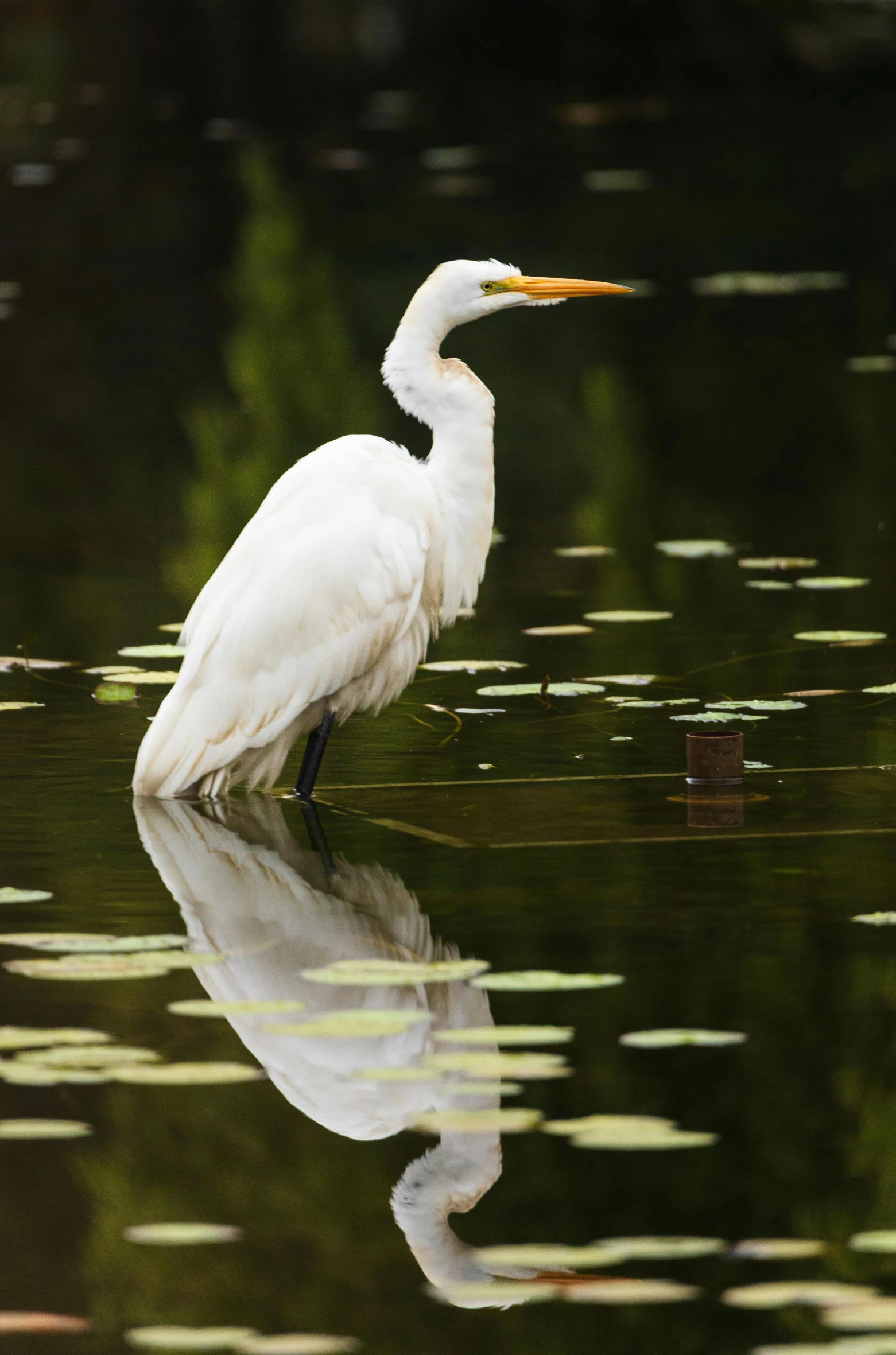 a tall white bird with an orange beak standing in a body of water