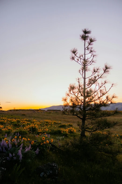 tree in an open field with wildflowers on either side