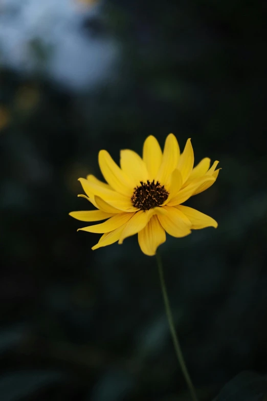 a bright yellow sunflower looks into the distance