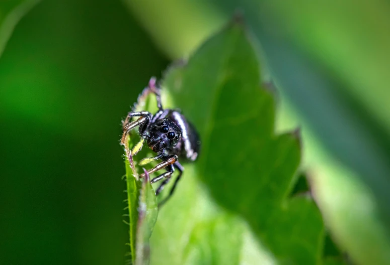 there is a spider sitting on a green leaf